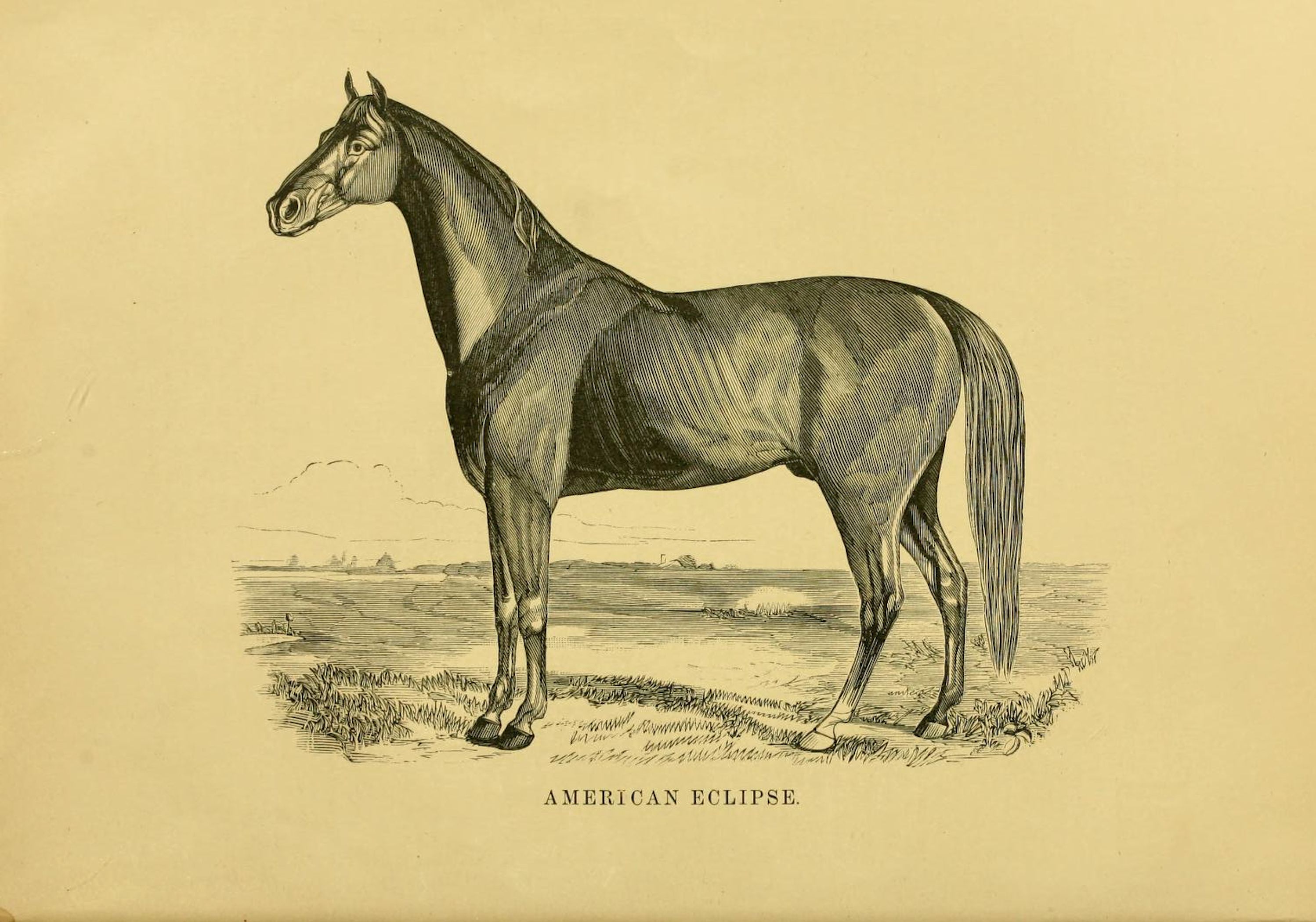 Illustration of American Eclipse from "Famous American Racehorses," 1877 (Museum Collection)