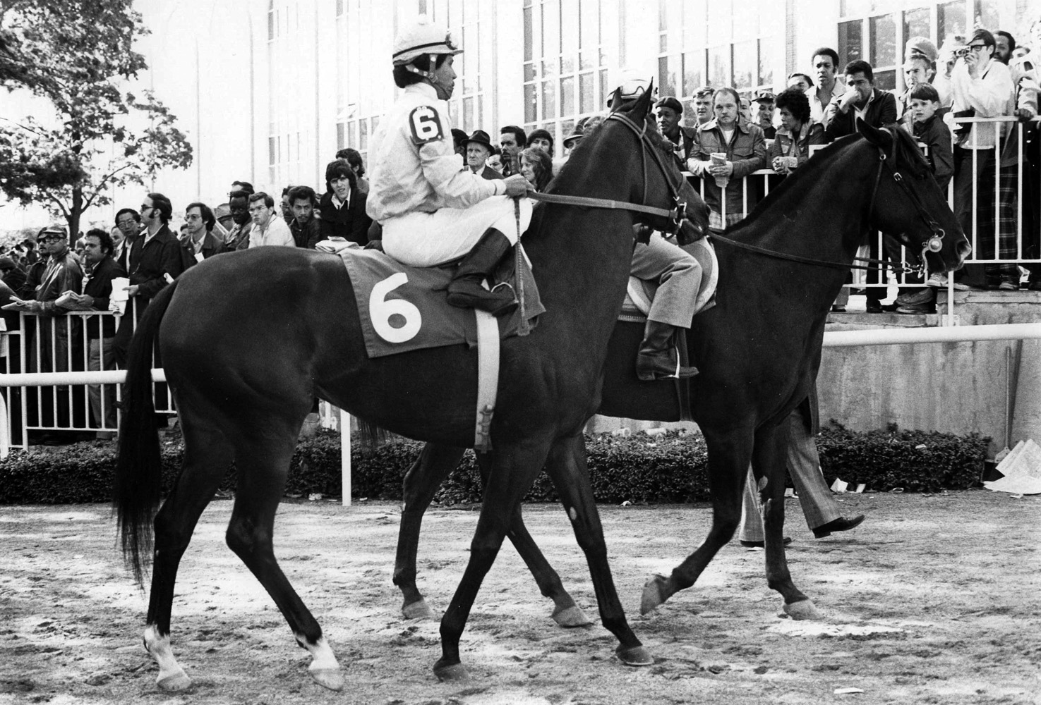 Desert Vixen (Jorge Velasquez up) leaving the paddock for a race (Ray Woolfe, Jr./Museum Collection)