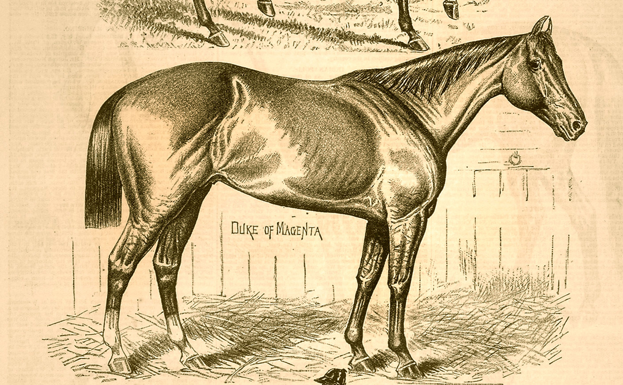 A likeness of Duke of Magenta from the "Spirit of the Times" (Keeneland Library Collection)