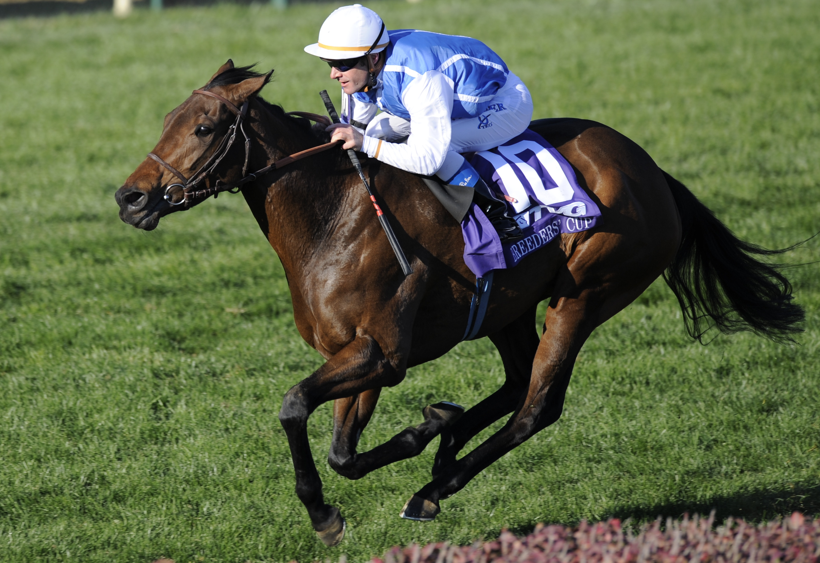 Goldikova (Olivier Peslier up) in the 2010 Breeders' Cup Mile at Churchill Downs (Breeders' Cup Photo)