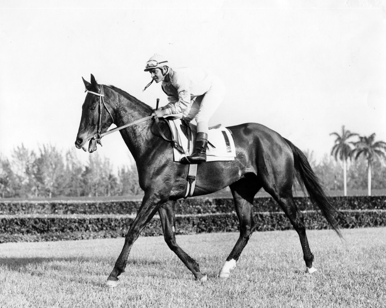 Kelso (Ismael Valenzuela up) at the 1963 Seminole Handicap at Hialeah Park (Jim Raftery Turfotos/Museum Collection)