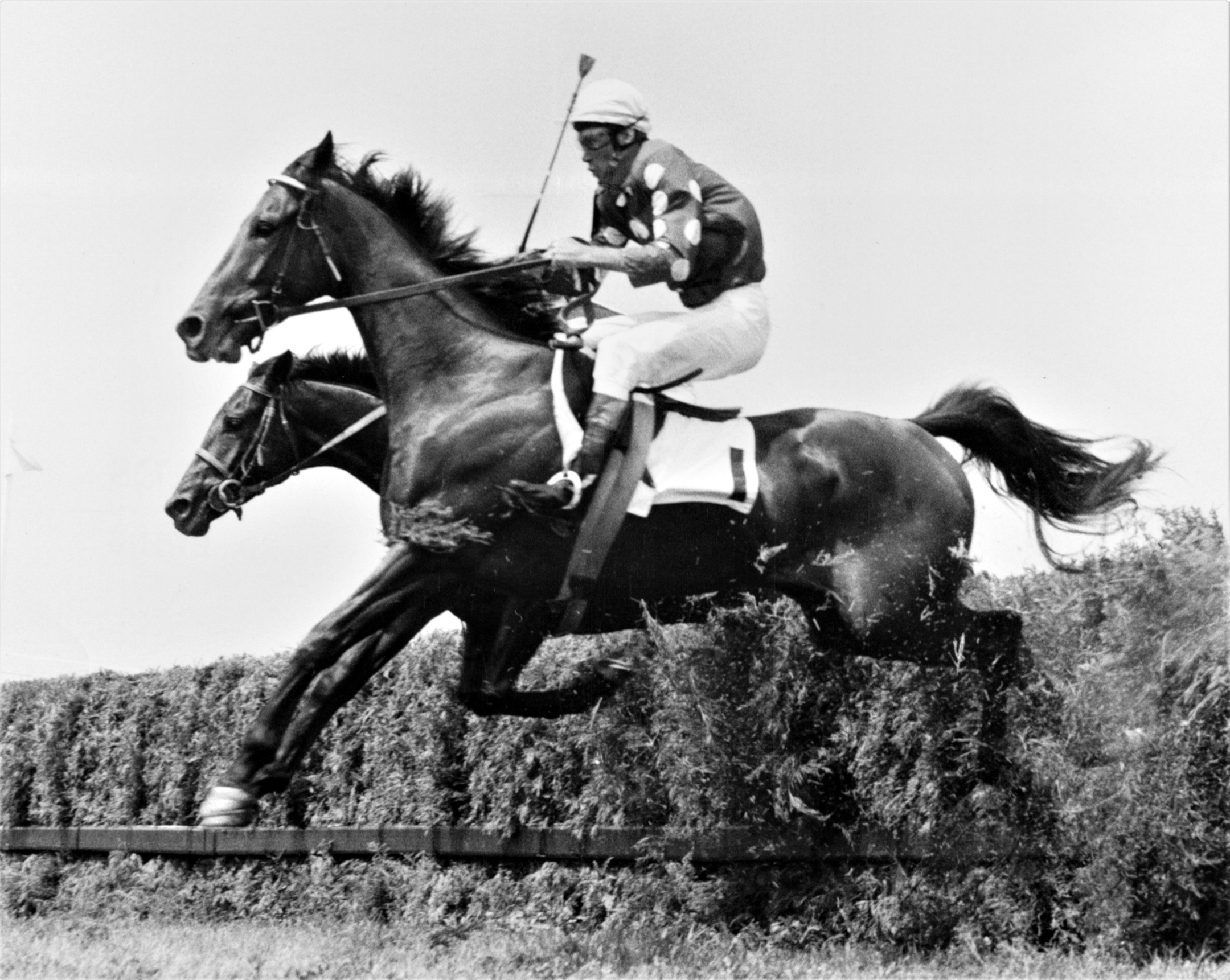 Tuscalee clearing a jump in his 1966 Georgetown Steeplechase Handicap win at Delaware Park (Keeneland Library Thoroughbred Times Collection)
