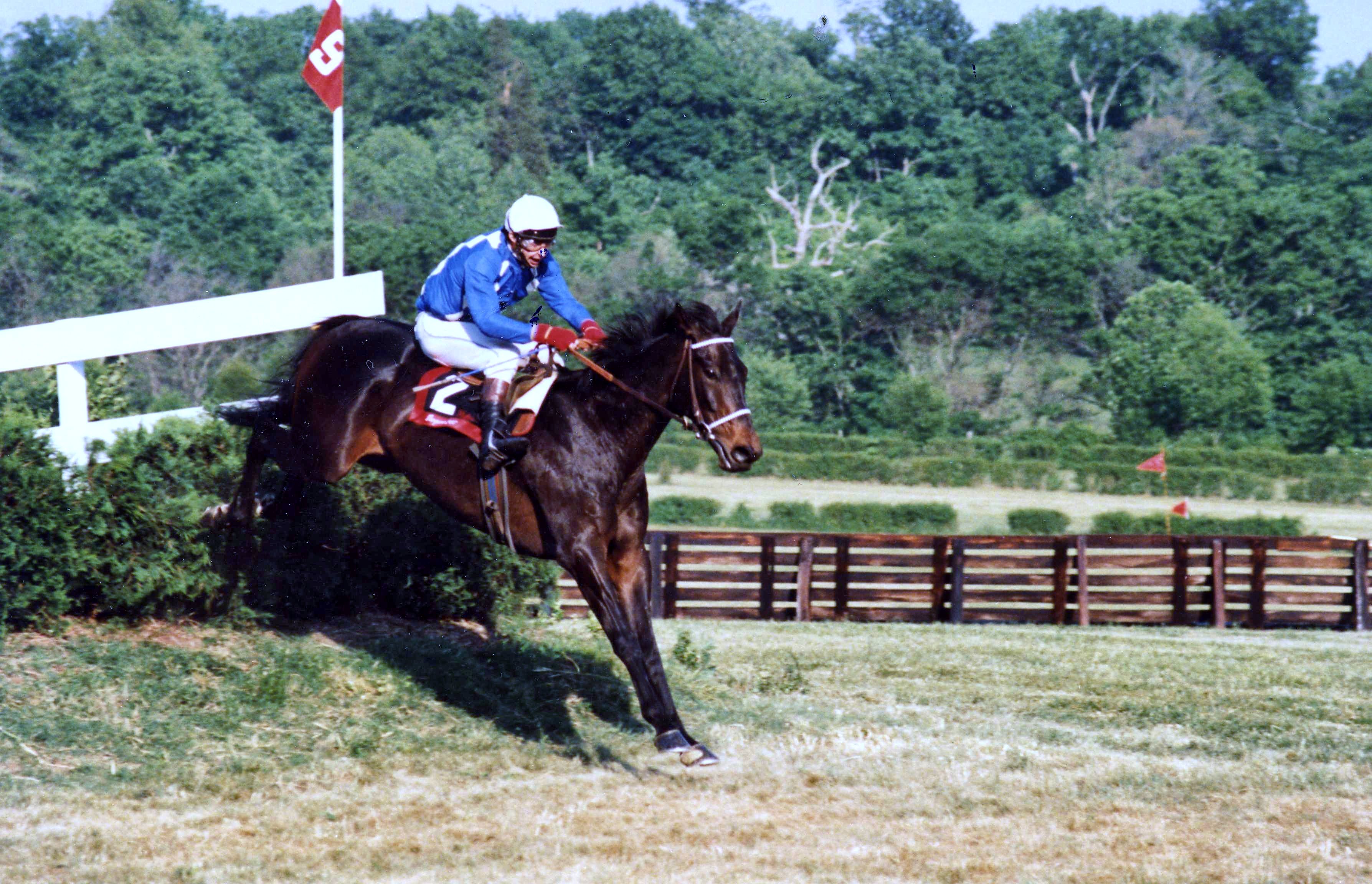 Flatterer clearing a jump (Catherine French/Museum Collection)